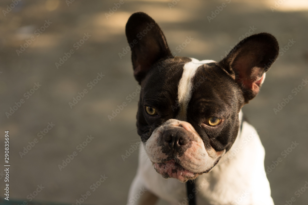 Portrait de chien bouledogue français