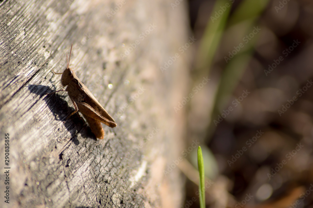 Saltamontes sobre un tronco de madera seca Saltamontes sobre un tronco de madera seca