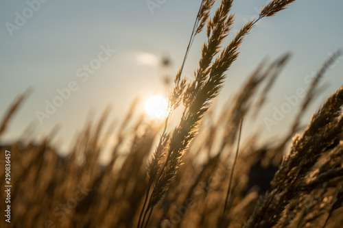 Sonne scheint durch Weizen
