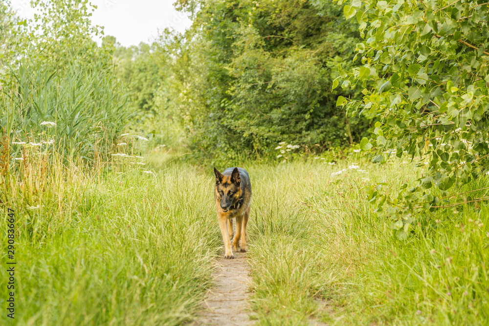An observant and curious dog, a bastard German Shepherd walk during