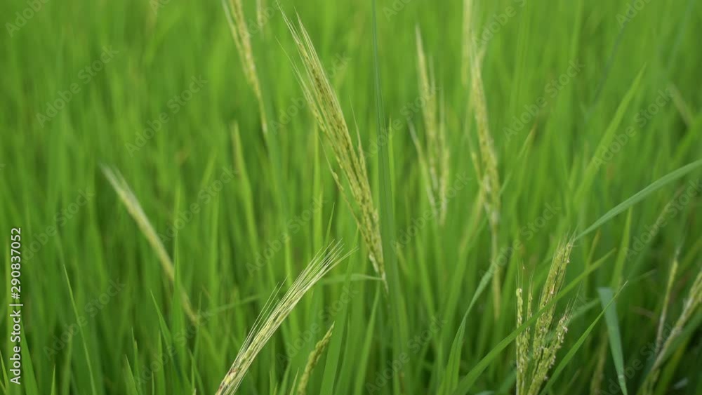 Close up of fresh green rice field nature in Thailand Close up of fresh green rice field nature in Thailand