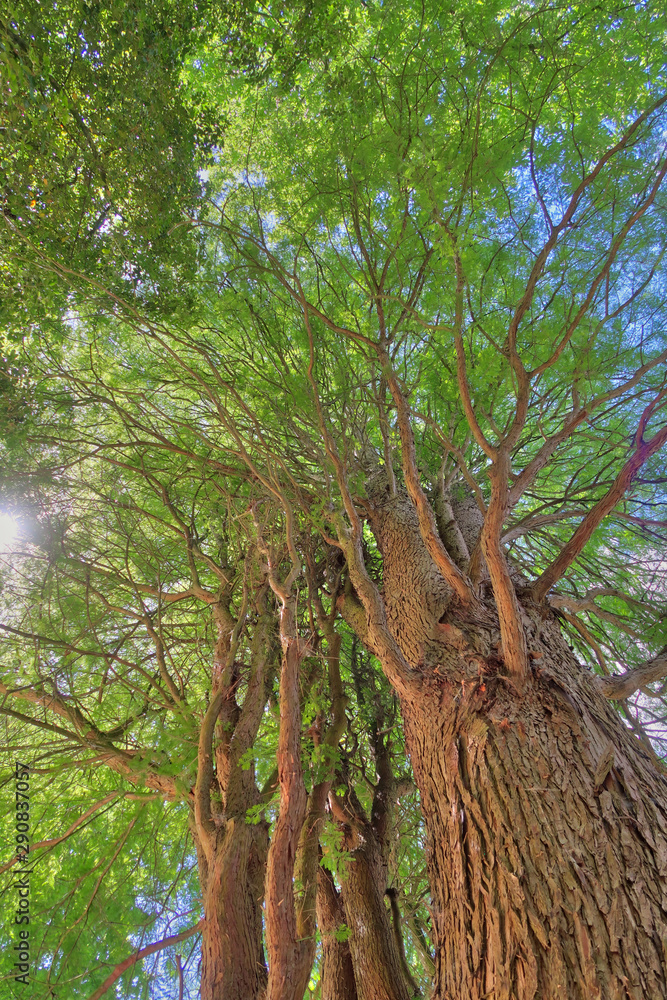 Obraz premium Tree