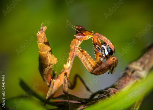 Lunchtime has arrived for a dry leaf mantis, in its claws it holds a spider to which it sucks all its juice.