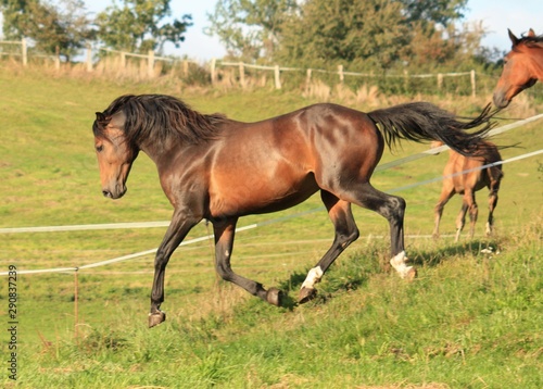 Wunderschöne Pferde © Mandy