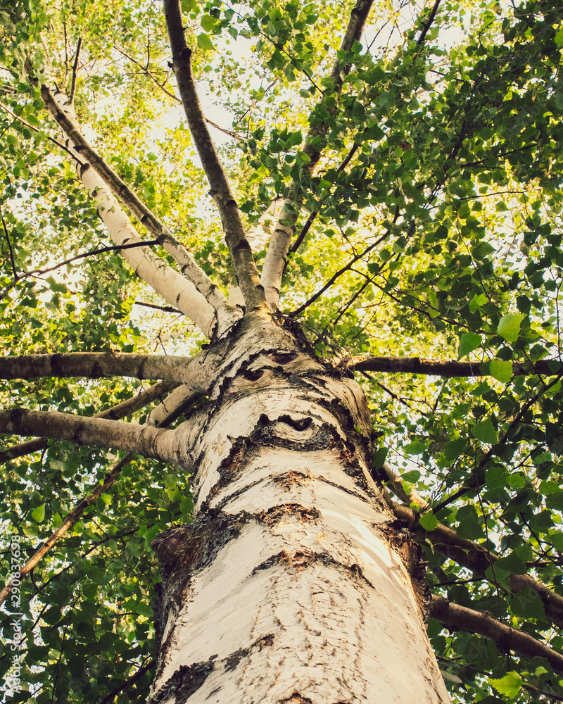 Fototapeta premium tree