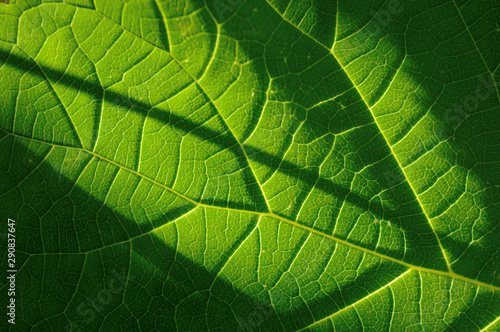 green leaf shined by the sun