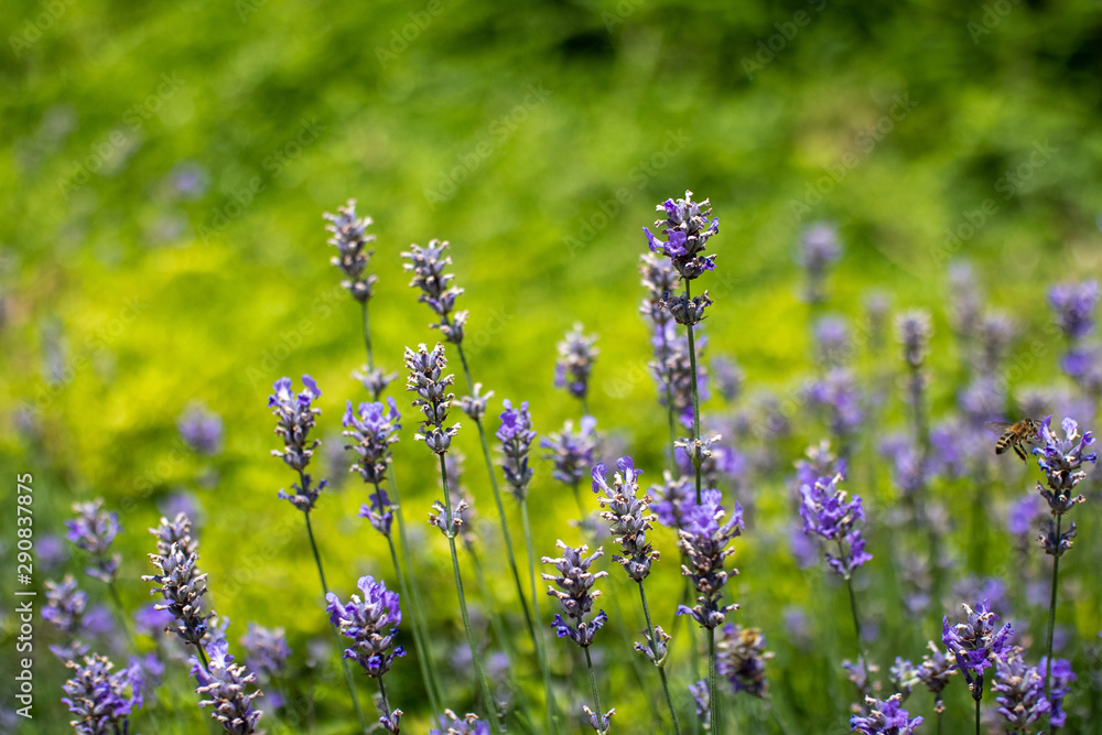 Obraz premium field of lavender flowers