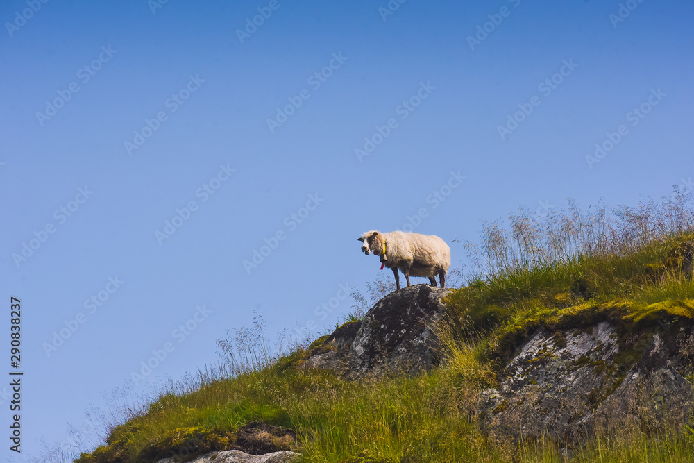 Naklejka premium tourist hiking on a sunny summer day on the nature of mountain norway
