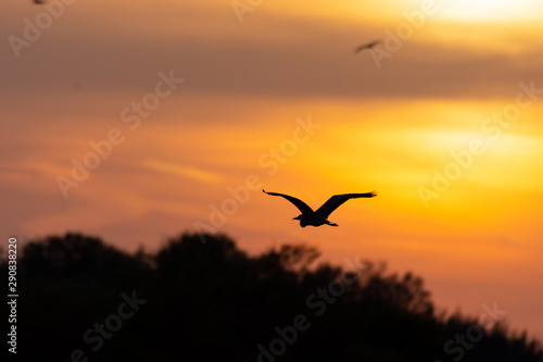 Fling bird against sunset. Orange and black sunset. Golden hour. © Kalina Georgieva