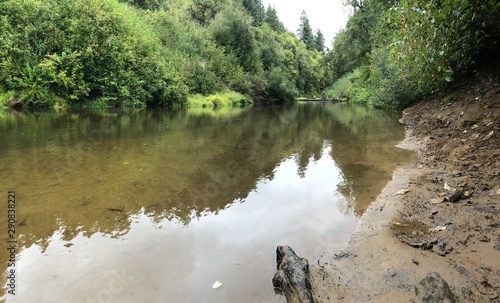 river in the forest