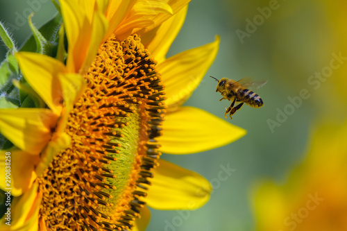 Sunflower and a bee. © Kalina Georgieva