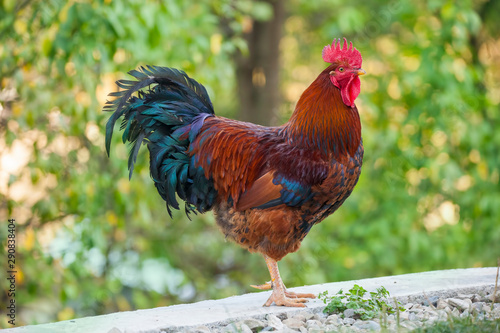 rooster farm bird in the garden © Ioan Panaite