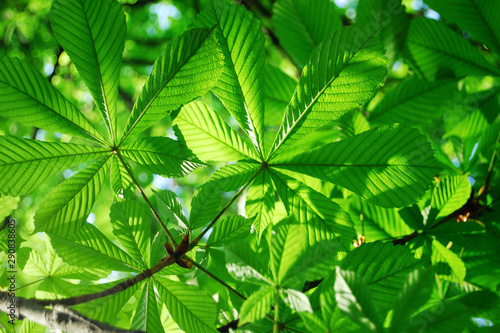 Vibrant green chestnut green leaves background