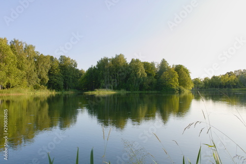 Stalks of grass in front of the mirror surface of the lake, which reflects the sky, on the far bank grow green trees. A natural place for solitude and meditation. Rest at nature. Natural background.