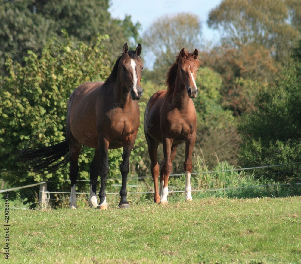 Obraz premium Wunderschöne Pferde