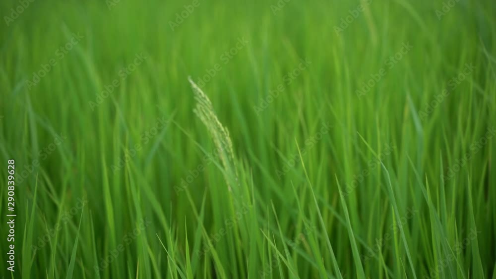 Close up of fresh green rice field nature in Thailand Close up of fresh green rice field nature in Thailand