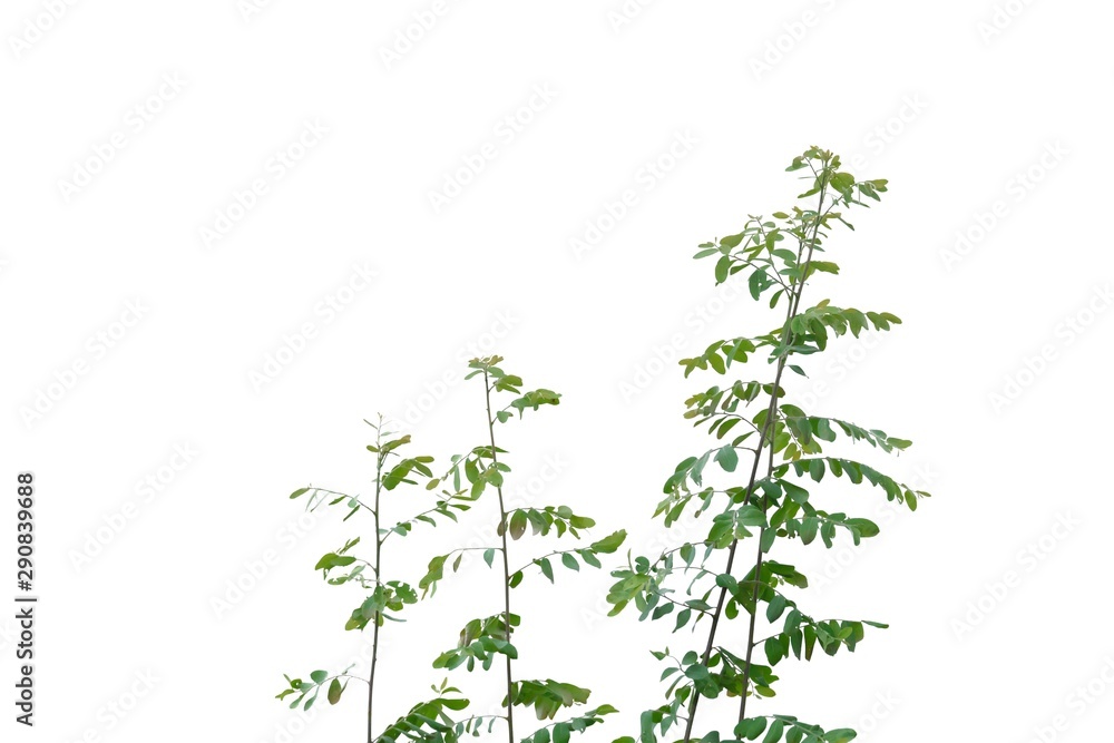 Tropical plant leaves with branches on white isolated background for green foliage backdrop 