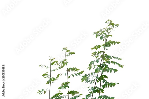 Tropical plant leaves with branches on white isolated background for green foliage backdrop 