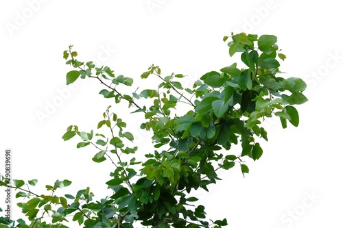 Tropical plant with leaves and branches on white isolated background for green foliage backdrop 