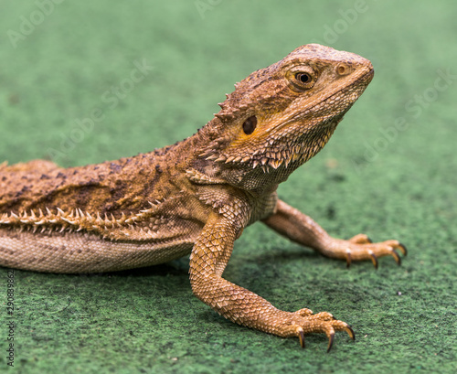 Pogona Vitticeps Walks on Green Carpet Close Up of Bearded Dragon.
