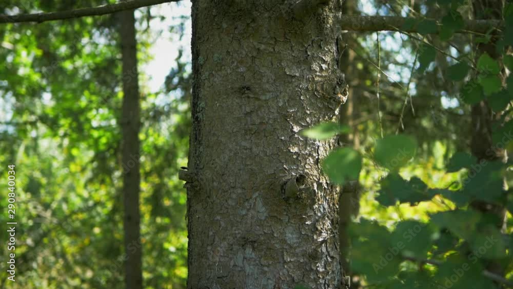 trunk of a large pine in the forest. trunk of a large pine in the forest.