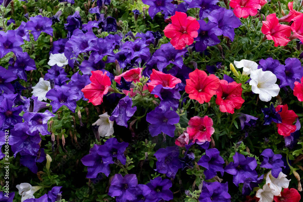 Purple, pink, white petunias Purple, pink, white petunias