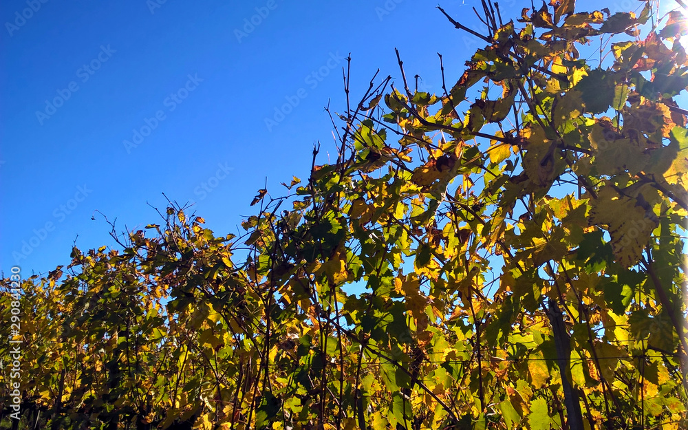 Fototapeta premium Beautiful and colorful vineyards in Tuscany, Italy