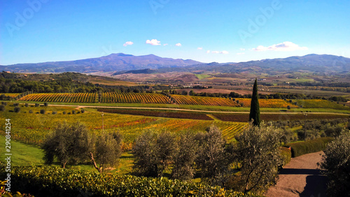 Beautiful and colorful vineyards in Tuscany, Italy
