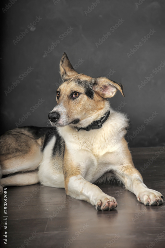 white tricolor mongrel dog on a gray background in the studio
