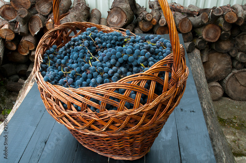 large basket with ripe blue grapes