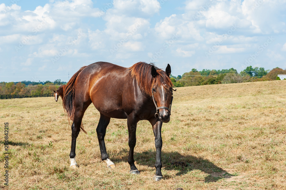 Fototapeta premium Horse