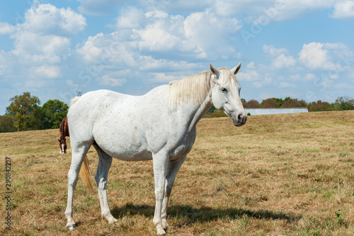 White horse on farm