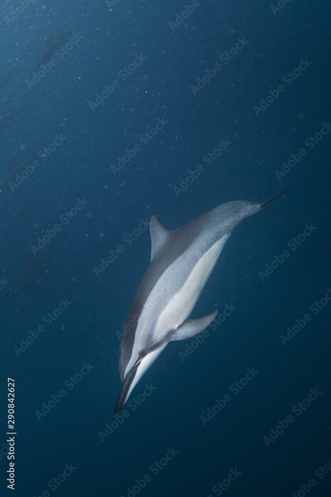 Obraz premium spinner dolphin, stenella longirostris, Mauritius