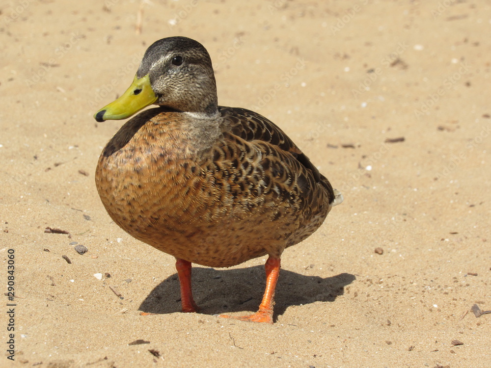 duck on the beach duck on the beach