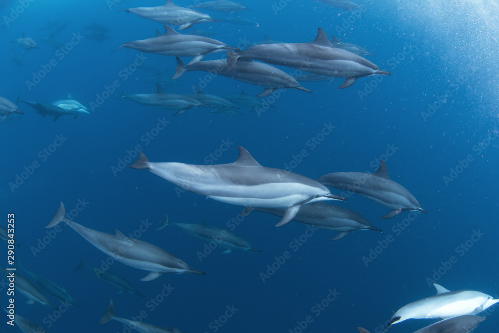 Fototapeta premium spinner dolphin, stenella longirostris, Mauritius