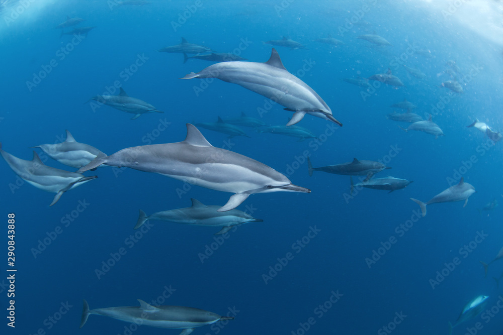spinner dolphin, stenella longirostris, Mauritius
