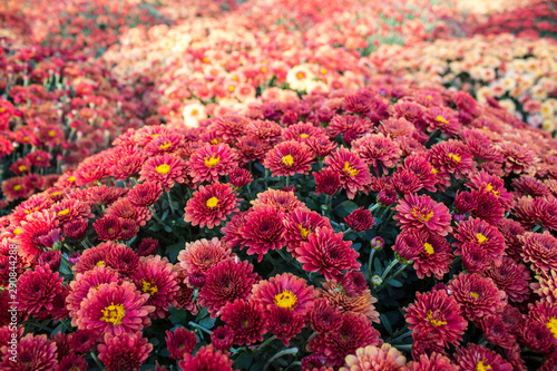 Large raised flowerbed with bright chrysanthemums close-up