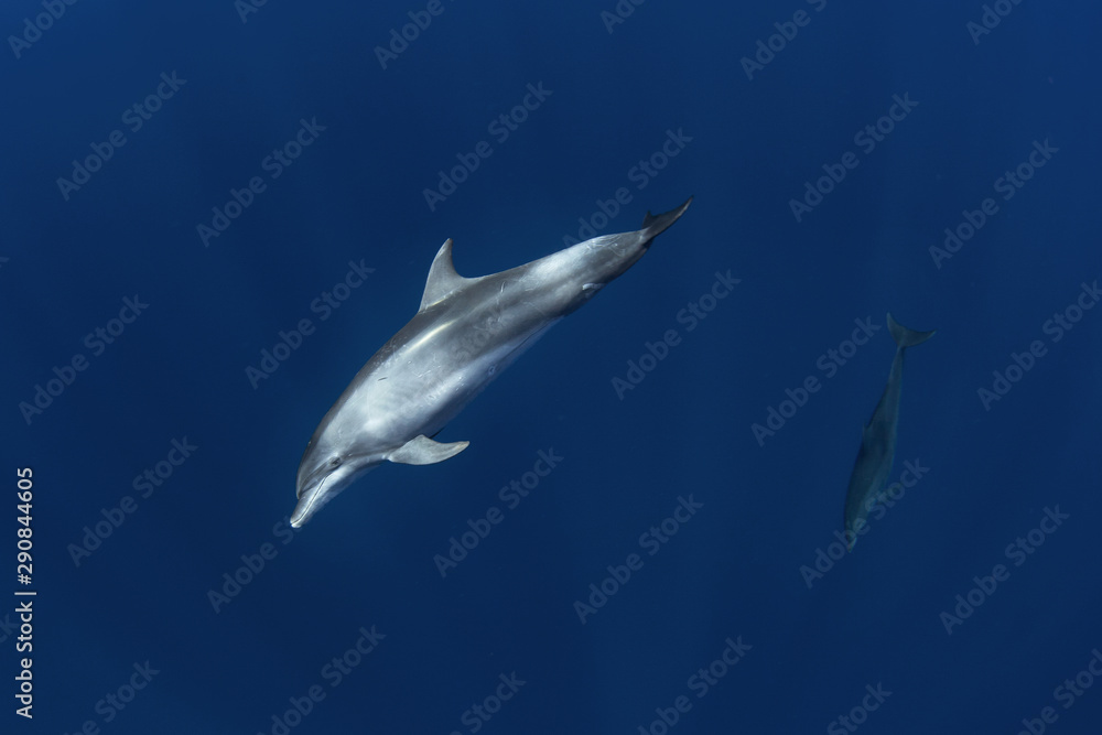 Naklejka premium common bottlenose dolphin, tursiops truncatus, Mauritius