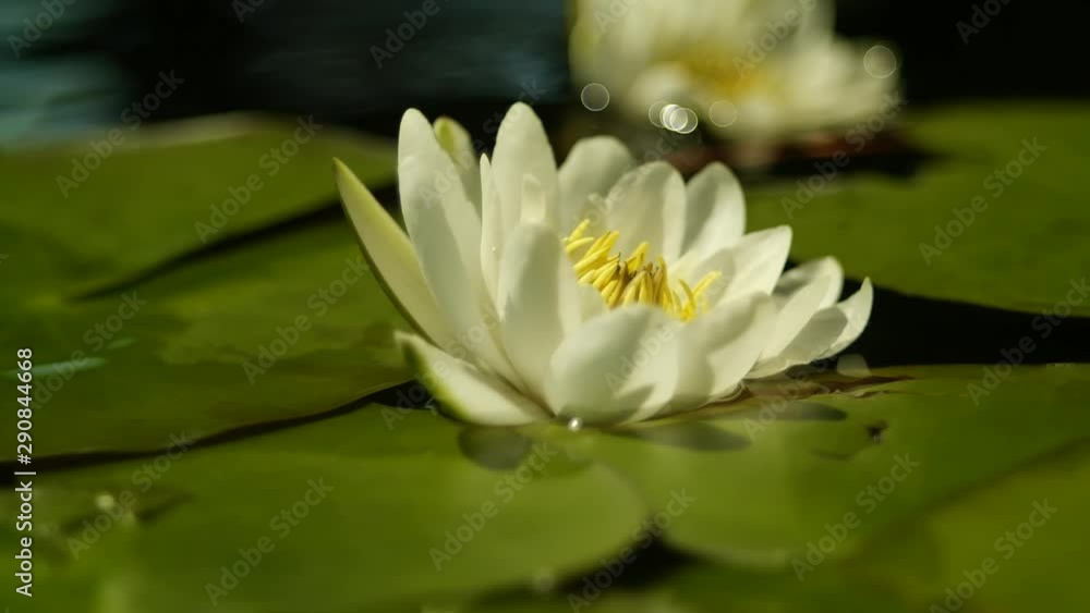white water lily white water lily