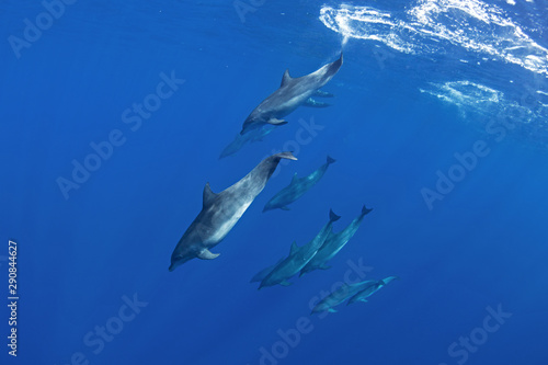 common bottlenose dolphin, tursiops truncatus, Mauritius © prochym