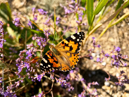 Multi-colored butterfly on small violet flowers