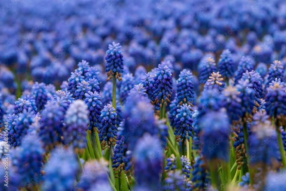 Obraz premium Grape hyacinth garden, istanbul , turkey