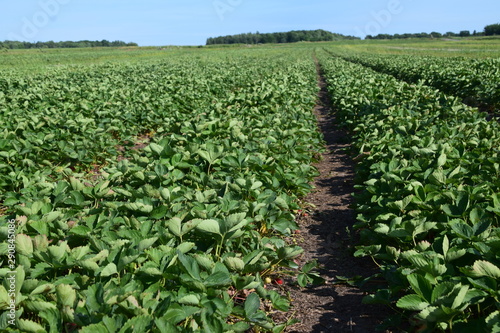 Raccolta Fragole in Quebec