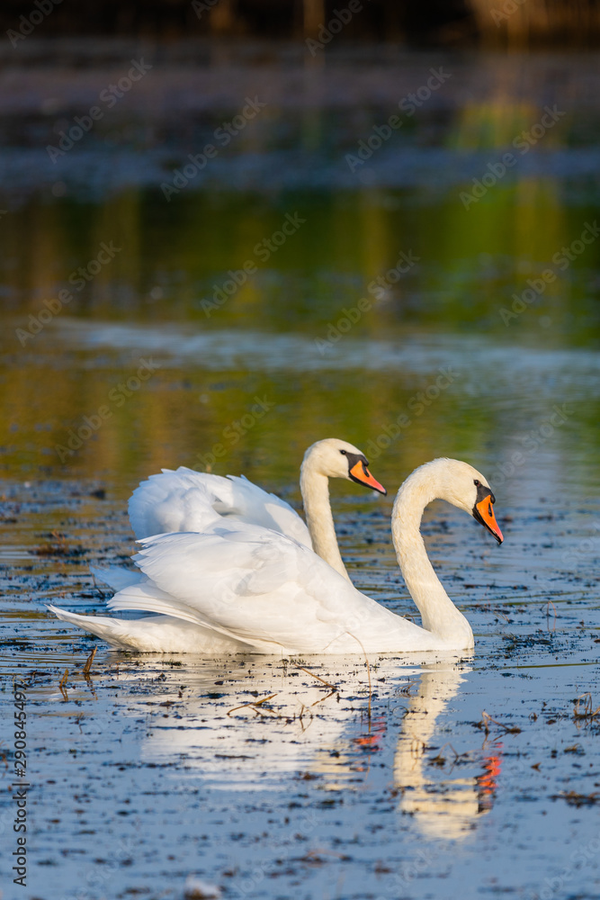 Fototapeta premium Two white swans on a lake