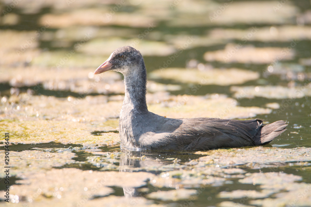 Canadian goose, young chick in the springtime Canadian goose, young chick in the springtime