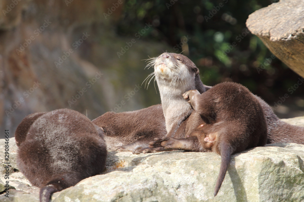 Obraz premium Otter (Lutra lutra)