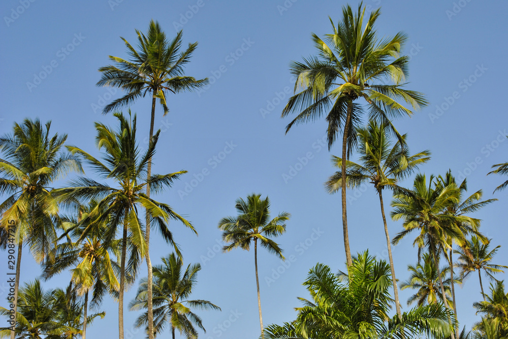 Palm trees on background of blue sky