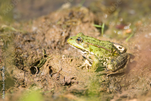 Frog is sitting in the mud next to a pond