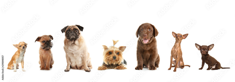 Obraz premium Set of adorable dogs on white background