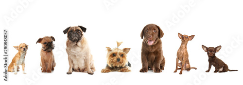 Set of adorable dogs on white background